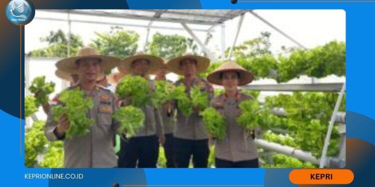 Panen Sayuran Hidroponik Tahap III, Polres Bintan Dukung Penuh Program Pekarangan Pangan Bergizi