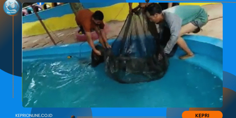 Tibelat Farm Siap Menyuplai Benih Ikan Untuk Dibudidayakan di Batam