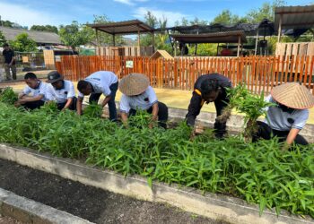 Program Pembinaan dari SAE , Rutan Karimun Panen Berkah 180 Kg Kangkung
