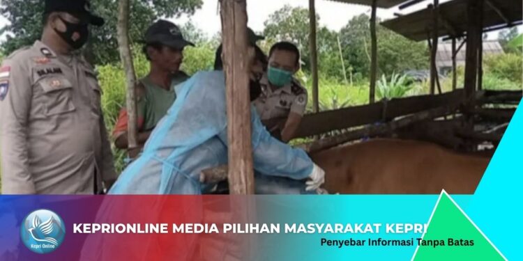 Natuna Memiliki Potensi Penghasil dan Penyupalai Sapi Regional