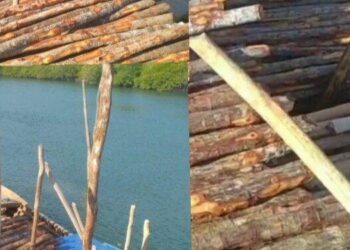 Pengamat Lingkungan Soroti Aktivitas Kayu Tiki Tanpa Izin