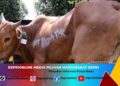 PT TIMAH Salurkan 268 Sapi Kurban ke Tiga Provinsi dan Jakarta Jelang Idul Adha 1447 H