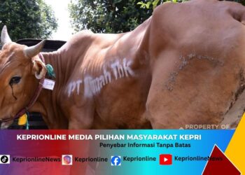 PT TIMAH Salurkan 268 Sapi Kurban ke Tiga Provinsi dan Jakarta Jelang Idul Adha 1447 H