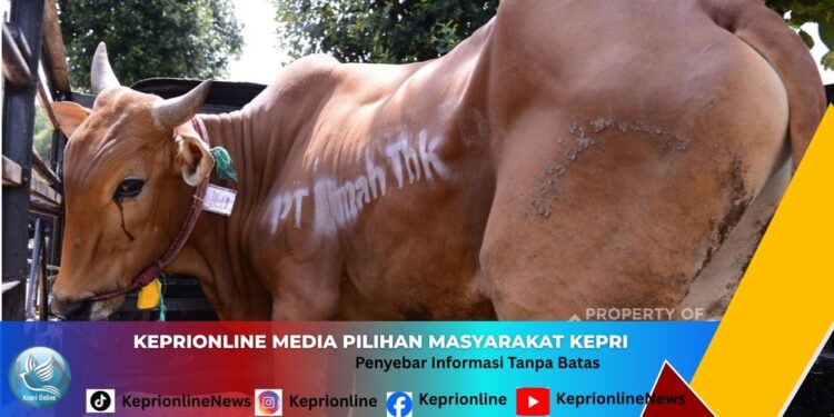 PT TIMAH Salurkan 268 Sapi Kurban ke Tiga Provinsi dan Jakarta Jelang Idul Adha 1447 H