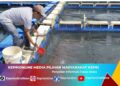 Dari 500 Benih hingga Panen Ratusan Kilogram, Budidaya Kakap Putih Binaan PT TIMAH Makin Berkembang di Sawang Laut
