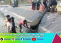 Panen raya Perdana Udang Vannamei, Tingkatkan SDM di Moro