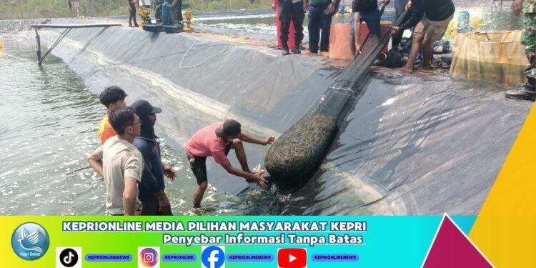 Panen raya Perdana Udang Vannamei, Tingkatkan SDM di Moro